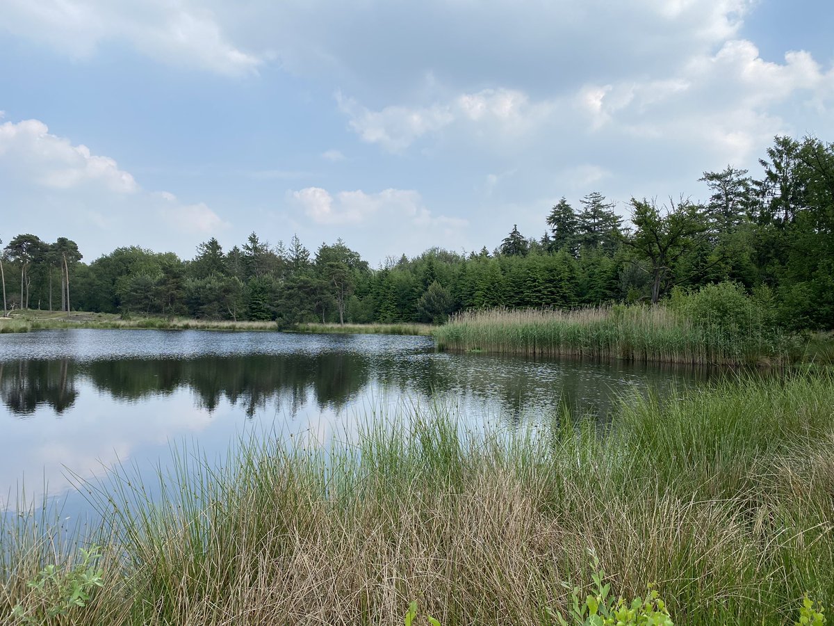 BoswachterFrans's tweet photo. Gisterenmiddag nog een mooie wandeling gemaakt op #Kampina @Natuurmonument @VanGoghNP @VanGoghBrabant @InHetGroeneWoud met #KatNovotna https://t.co/5DtS4o53W6 en @StinoMertrini https://t.co/8c2sBpWs5n