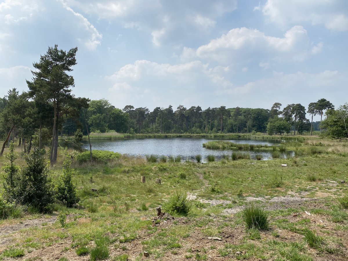 BoswachterFrans's tweet photo. Gisterenmiddag nog een mooie wandeling gemaakt op #Kampina @Natuurmonument @VanGoghNP @VanGoghBrabant @InHetGroeneWoud met #KatNovotna https://t.co/5DtS4o53W6 en @StinoMertrini https://t.co/8c2sBpWs5n
