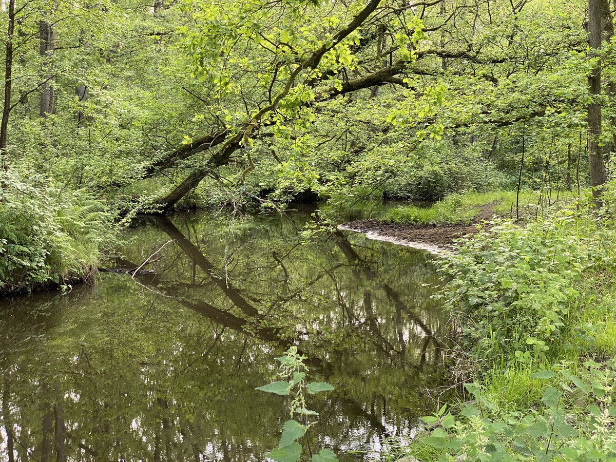 BoswachterFrans's tweet photo. Gisterenmiddag nog een mooie wandeling gemaakt op #Kampina @Natuurmonument @VanGoghNP @VanGoghBrabant @InHetGroeneWoud met #KatNovotna https://t.co/5DtS4o53W6 en @StinoMertrini https://t.co/8c2sBpWs5n