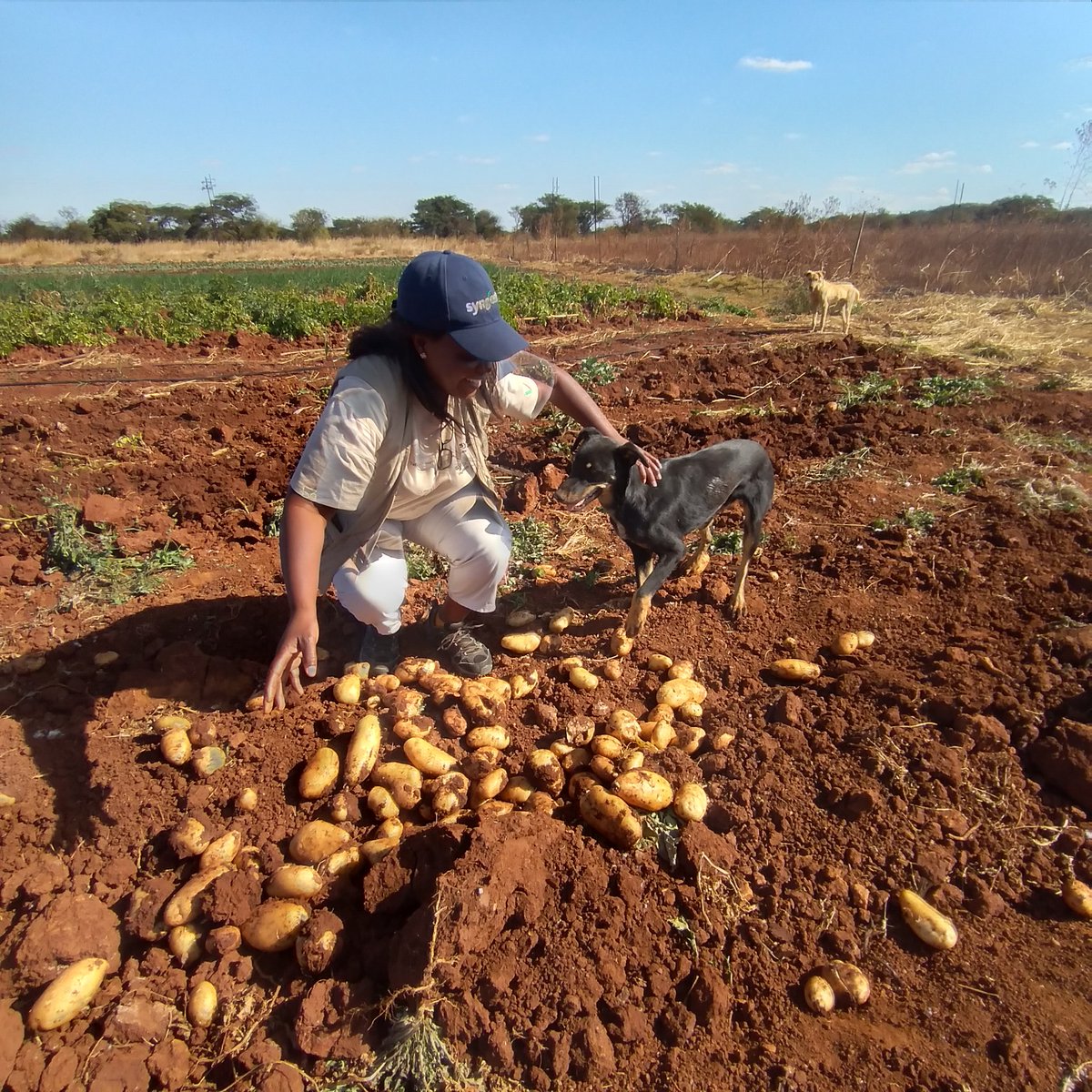 CelinaHatidani's tweet photo. Farming will stop when my heart stops beating l: Game on. Embracing every mrng knowing that I will be in contact with the soil is healing.
@WondertigerAgro @JohnMuchenje4 @shiftorganics @safarms991 @FarmDudeZW @MrHandsome_ZA @amin_maslah @yofavAgronomist @agricbiznews_zw https://t.co/DIO1QVZRbE