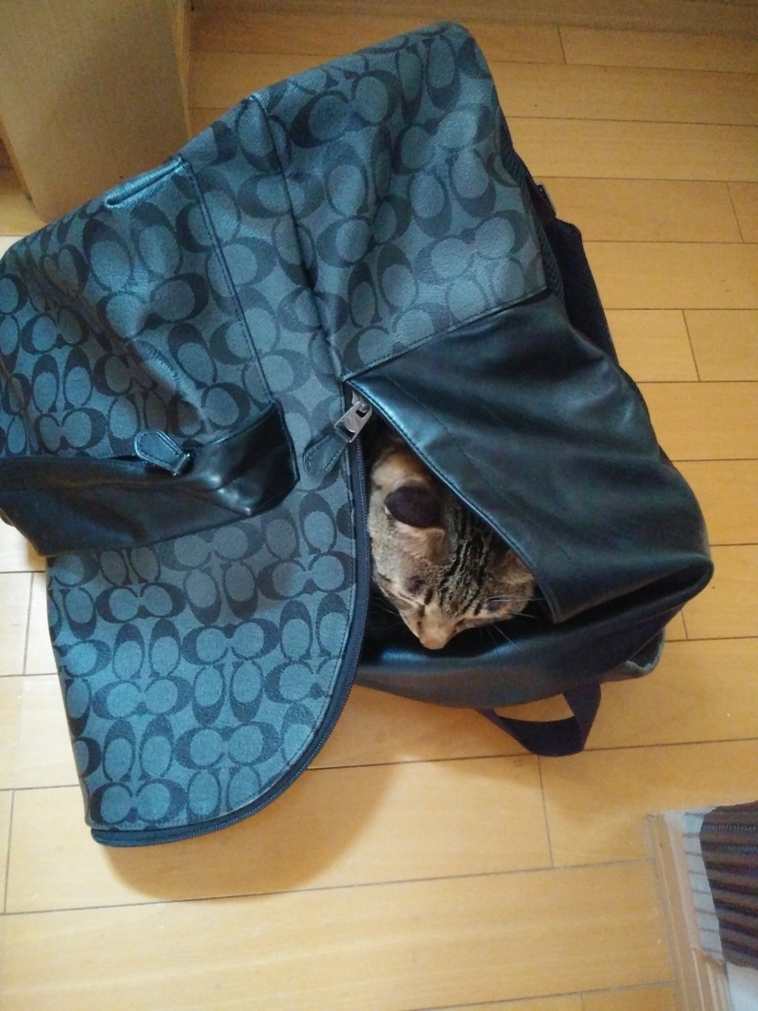 猫の里親募集】岡山県・雑種・可愛い赤ちゃんきじとら（ID:2211