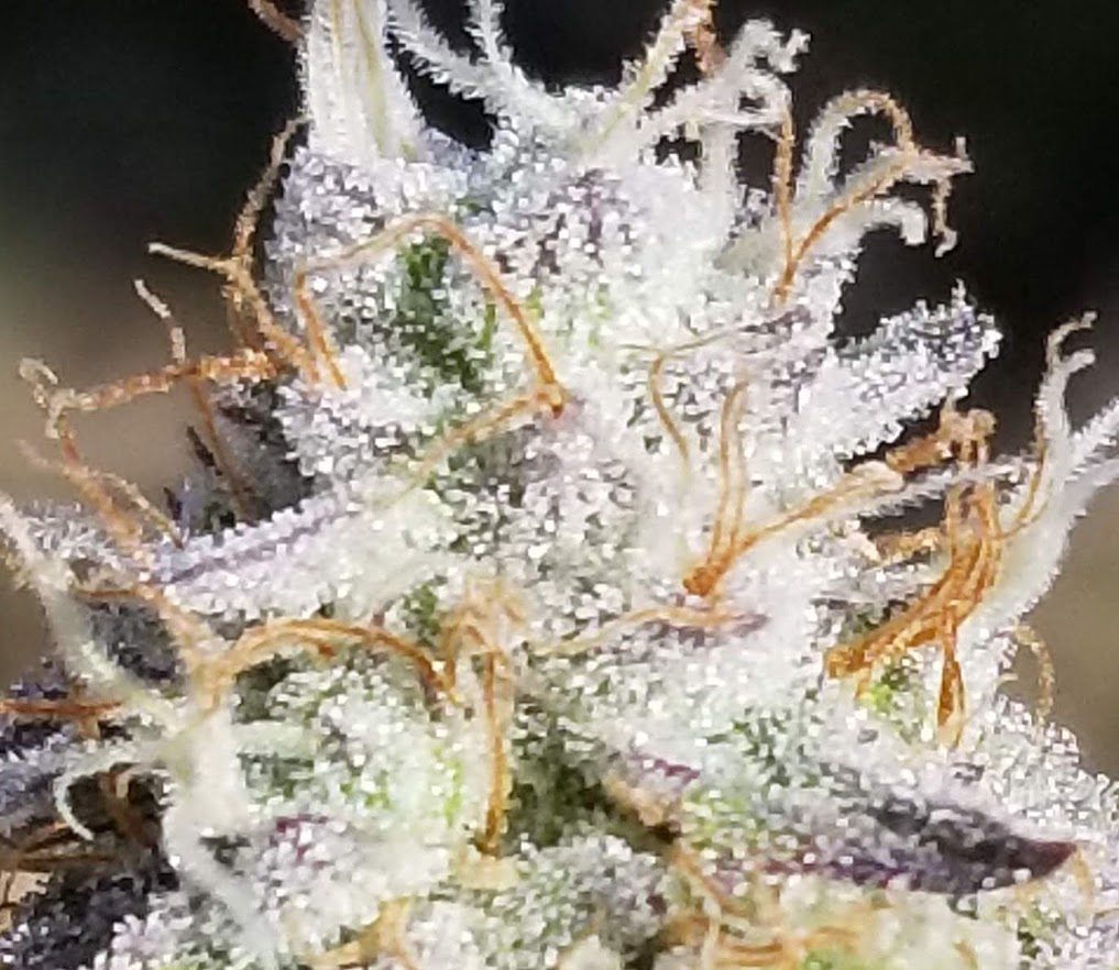 1stungun's tweet photo. #thingsimextragoodat Growing beautiful buds and smokin' 'em :-) https://t.co/Wf6uU1qGq2