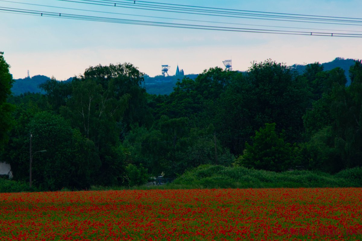 Typisch #Ruhrgebiet Vorne Mohnblumen hinten Förderturme 😀