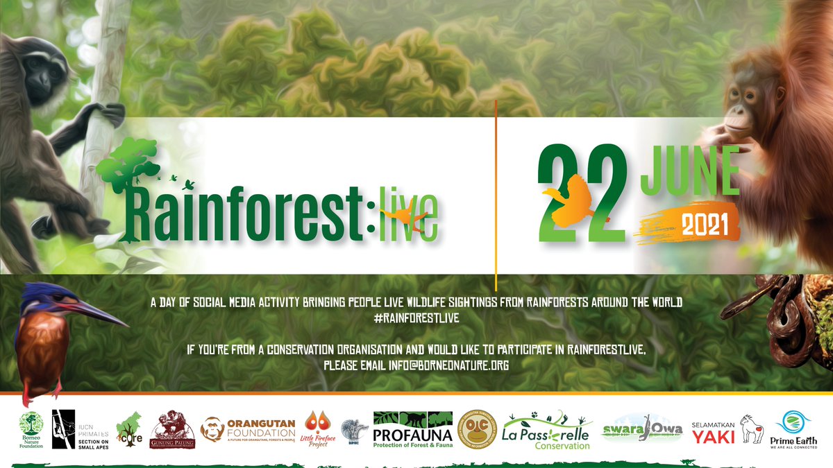 BorneoNature's tweet photo. 🏃‍♂️Escape to the rainforest 🦧🌳 for one day

Get ready to join #RainforestLive and be immersed into the rainforest from your mobile!

On the 22nd June, we will go live 24 hours on all of our social media platforms. https://t.co/bqNHzUNcER