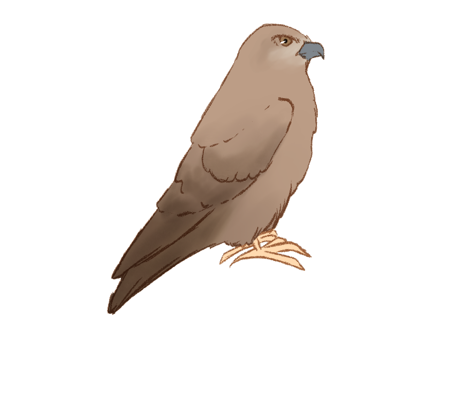 桜こより 野鳥イラスト トビ さんです 日本では留鳥で 各地で見られます 河川や海岸など 動物の死骸がよくある場所を生息域にしているそうです 山でも見られるそうで よく見られるタカ科の鳥さんだそうです 鳥のイラスト図鑑 T Co 桜こより 野鳥イラスト トビ さんです 日本では留鳥で 各地で見られます 河川や海岸など 動物の死骸がよくある場所を生息域にしているそうです 山でも見られるそうで よく見られるタカ科の鳥さんだそうです 鳥のイラスト図鑑 T Co