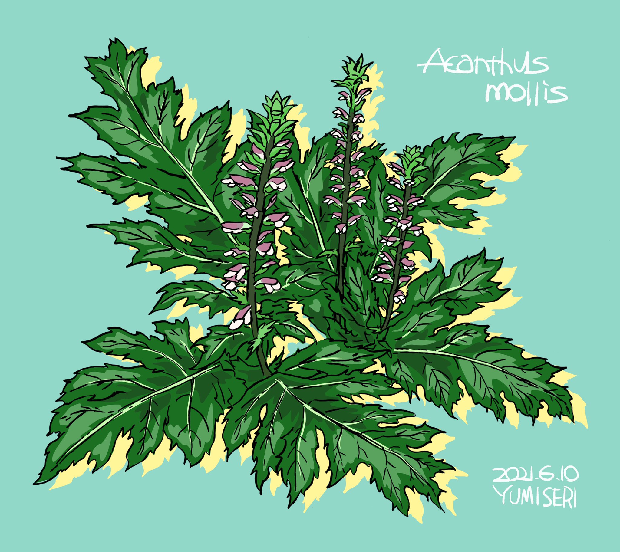 せりゆみ على تويتر 6月10日の誕生花 アカンサス ハアザミ イラスト Illustration Acanthus Acanthusmollis アカンサス アカンサスモリス ハアザミ 誕生花 花 Flowers せりゆみ على تويتر 6月10日の誕生花 アカンサス ハアザミ イラスト Illustration Acanthus Acanthusmollis アカンサス アカンサスモリス ハアザミ 誕生花 花 Flowers