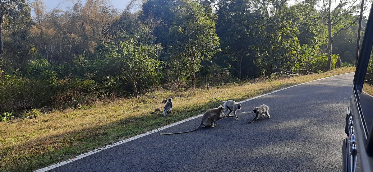 #காடு_எங்கடா_ஜக்கி
Uncle where is my jungle ?....