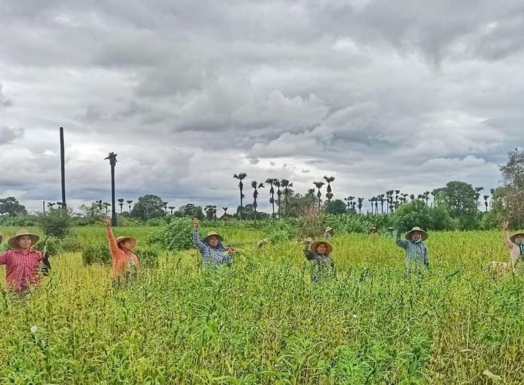 Sesame Farmers from ShwePanKone Village, WetLet township protest with three fingers salute while harvesting!!!

#June10Coup
#WhatsHappeningInMyanmar