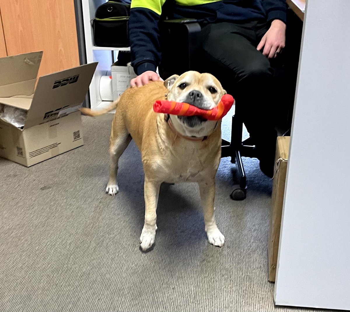 WineworksAUS's tweet image. Have you met @WineworksAUS newest employee, Buddy?! 🐶