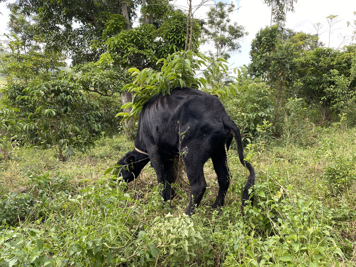 UgandaMediaCent's tweet photo. In 2018, Kasanda district received 20 heifers &amp; were supplied by @naads_ug. #UgGovtWorks https://t.co/hqdnALtGQY