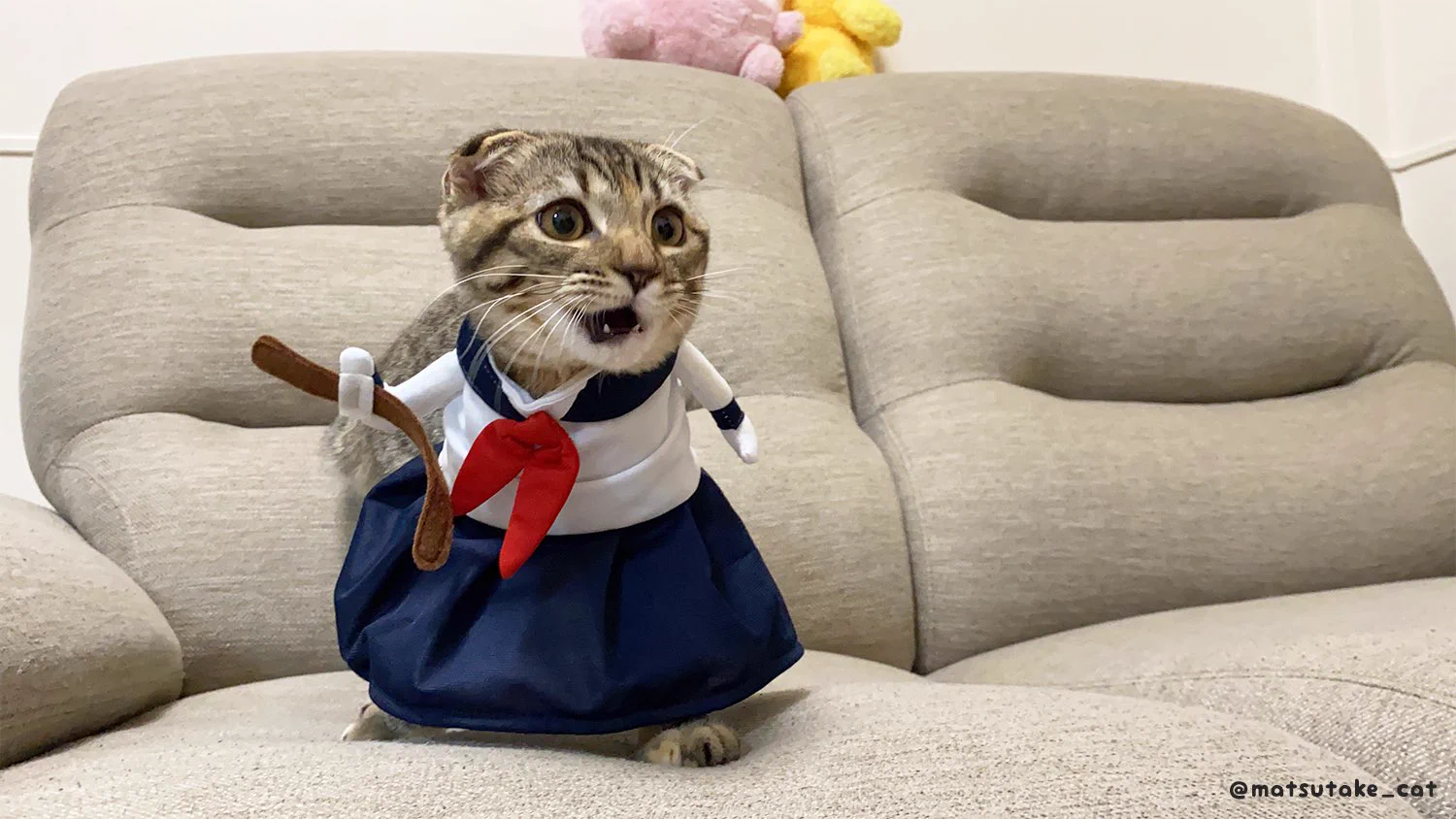 猫のまつたけちゃん、セーラー服がとってもお似合い！！反抗期姿がこちらｗｗｗ