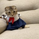 猫のまつたけちゃん、セーラー服がとってもお似合い!反抗期姿がこちら!