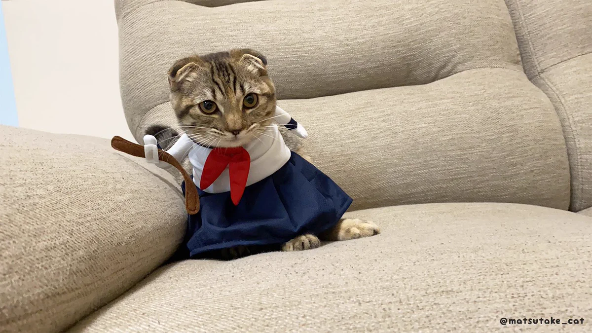 猫のまつたけちゃん、セーラー服がとってもお似合い！！反抗期姿がこちらｗｗｗ
