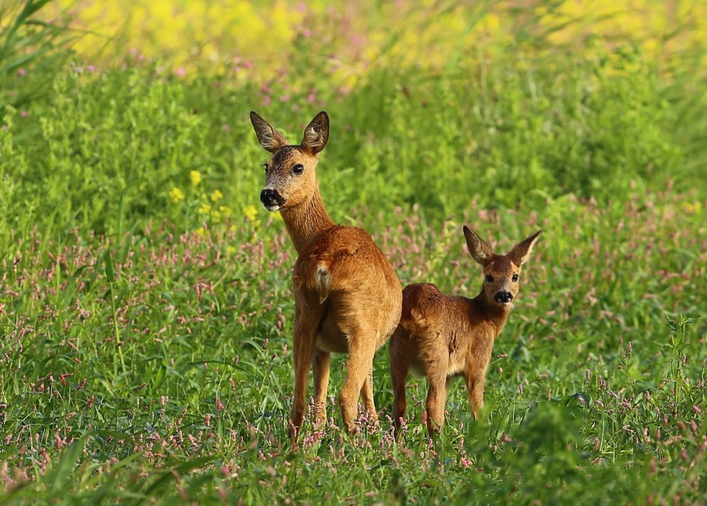 OPROEP #reekalfjes!! Het is weer zo ver, maandagmorgen vroeg(!) moet er gezocht worden naar reekalfjes in onze hooilanden voor de boeren gaan maaien! Ben je goed ter been (loopt zwaar!) en wil je ons maandagmorgen vroeg helpen met zoeken? Stuur me dan een DM bericht!