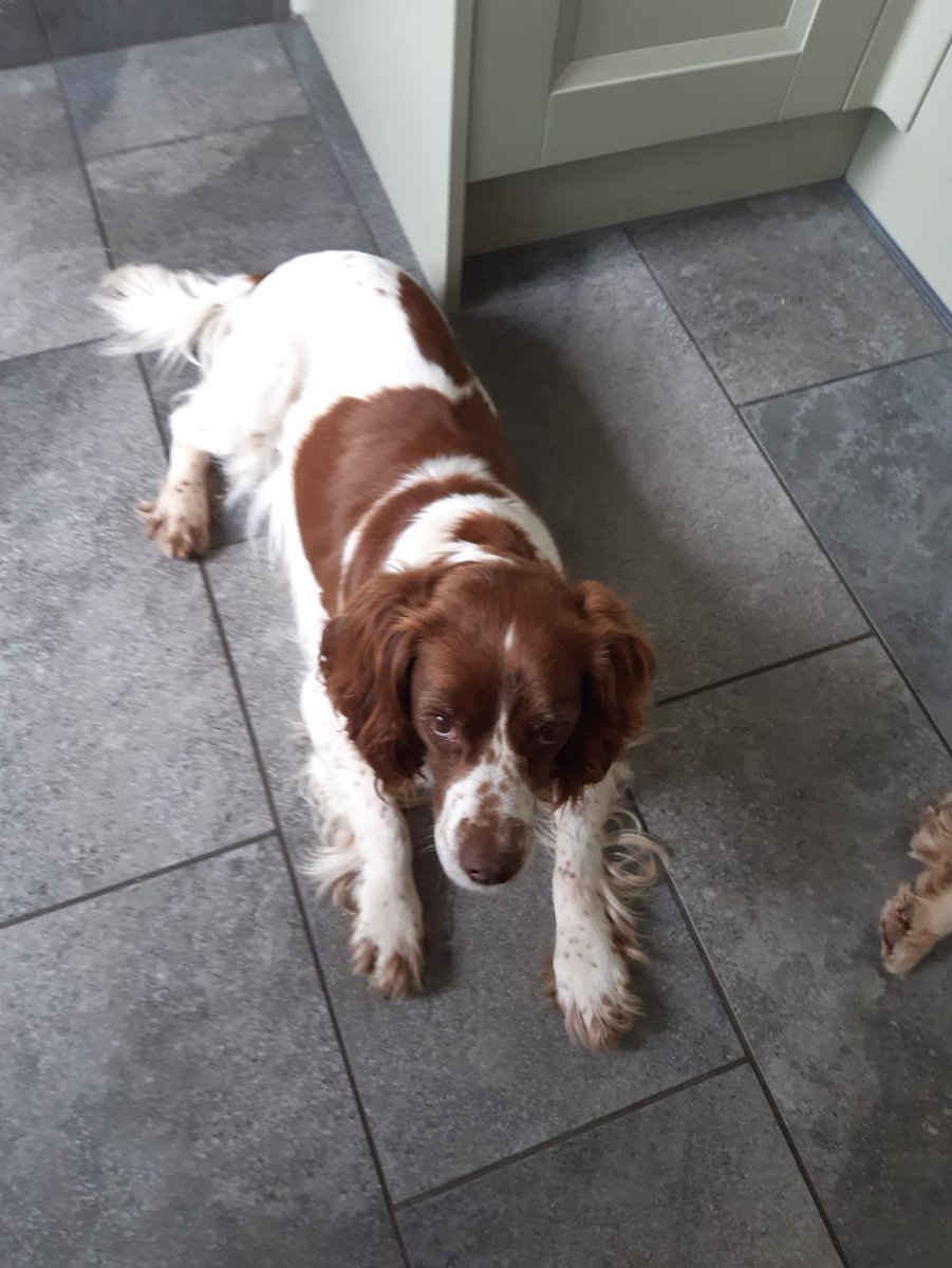 PLEASE SHARE 2 HOT 2 HANDLE - 2 Springer spaniel (bitches) have been stolen from  North Cheriton, Templecombe. The Spaniels were both Liver and White in colour. Any info in relation to this  please call 101 quoting – 5221128731. Let’s get these dogs back to their owners!!