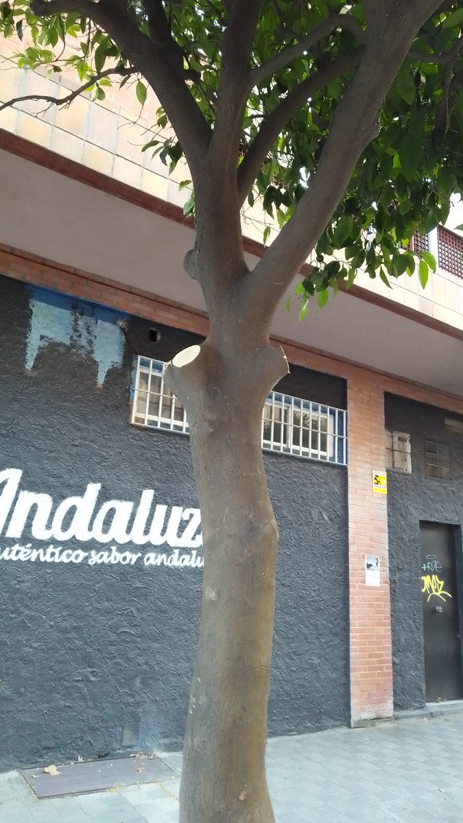 SOSterritorios's tweet photo. 🔴@Ayto_Sevilla continúa elevando la altura de cruz de los #Naranjos para que parezcan pinos.

La altura de la población de #Sevilla no es precisamente la del pívot Tkachenko.

No vale la excusa de que "los vecinos piden ese tipo de #Podas".

Y si pidieran armas⁉️
Se las darían⁉️ https://t.co/QmMu0pU5PI
