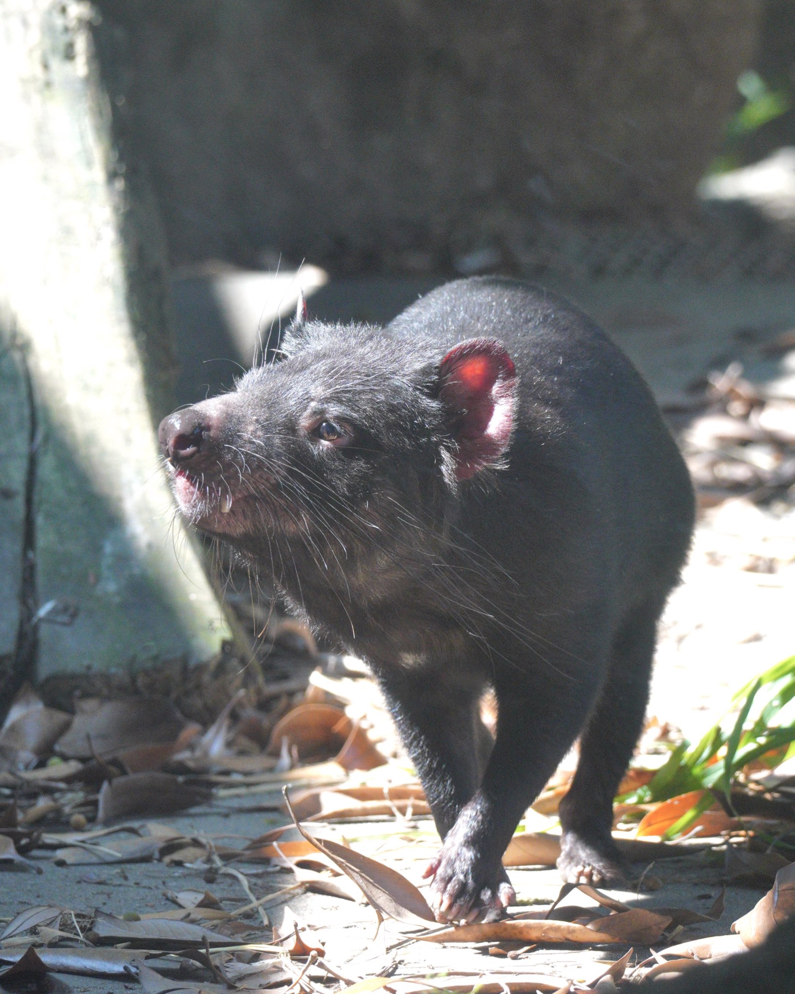 Foo Zoo きらきらテイマー 多摩動物公園 タスマニアデビル T Co Hghauwjhka Twitter