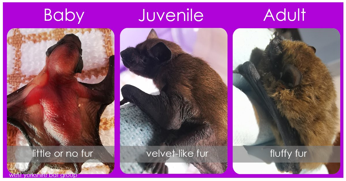 WYBATS's tweet photo. #baby #bats have been confirmed so pup season is officially here. If you're not sure if it's a baby, juvenile or adult. Check out our quick visual guide. As ever please call the @_BCT_ helpline on 0345 1300 228 (until 10pm) if you find a bat. https://t.co/fsIBCap8R3