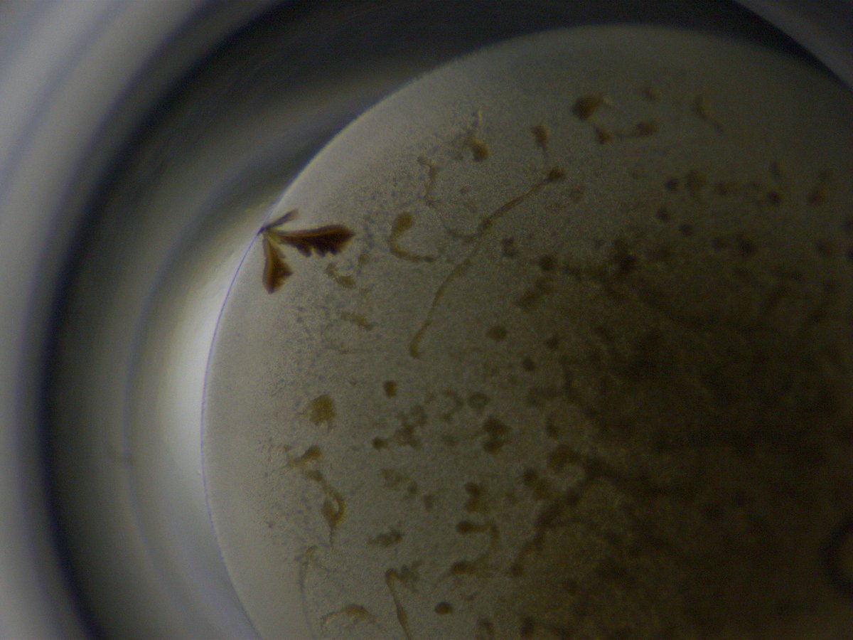 Gorgeous crystals of the hydrogenase from Desulfovibrio desulfuricans. They remind me of Drosophila flies 😁

#crystals #hydrogenase #biochemistry