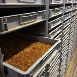 lit_gca's tweet photo. On poursuit le #festivalLIT avec des nouvelles du projet INVERS de ferme à insectes ! Découvrez les avancées du projet en 3 minutes : https://t.co/qx3I3TeX3z ! https://t.co/ok2ZNQvuKI