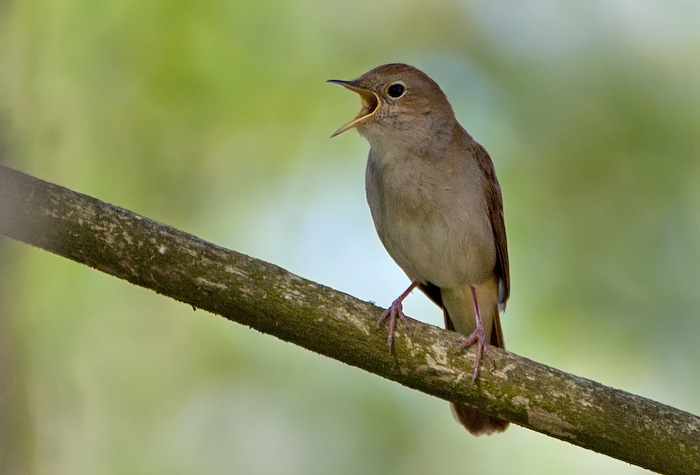 soortvandedag's tweet photo. Wat is op zo'n mooie, zomerse voorjaarsdag een mooiere soort dan de #nachtegaal #lusciniamegarchynos? @vogelnieuws #dekift @sovon
In de duinen maar ook in stadsparken en andere struikachtige gebieden hoor je, als je geluk hebt, nachtegalen. https://t.co/KJicyOmEh3