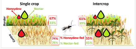 UMR_IGEPP's tweet photo. [OurNewPaper] #Aphid honeydew may be the predominant sugar source for Aphidius #parasitoids even in nectar-providing #intercrops

#Biocontrol #nectar

▶️ https://t.co/5g8NMLjrV1 https://t.co/gPqwfPYIHO
