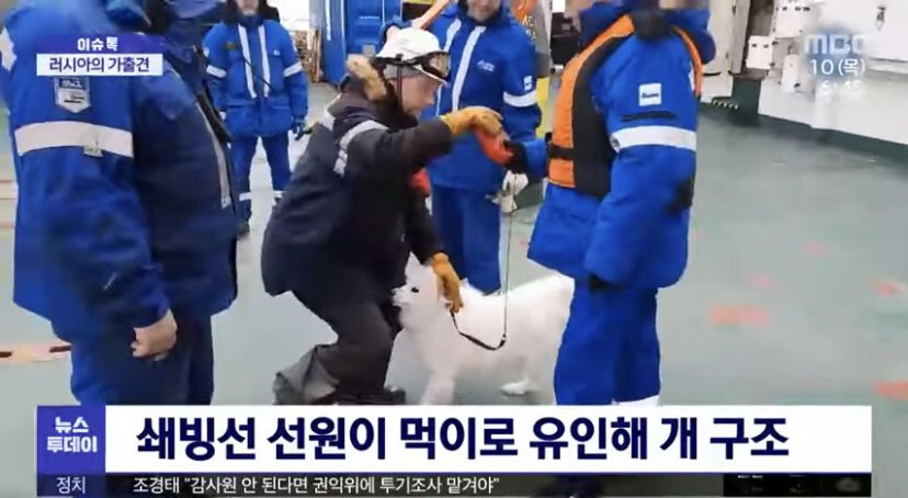 가출을 좀 멀리한 강아지