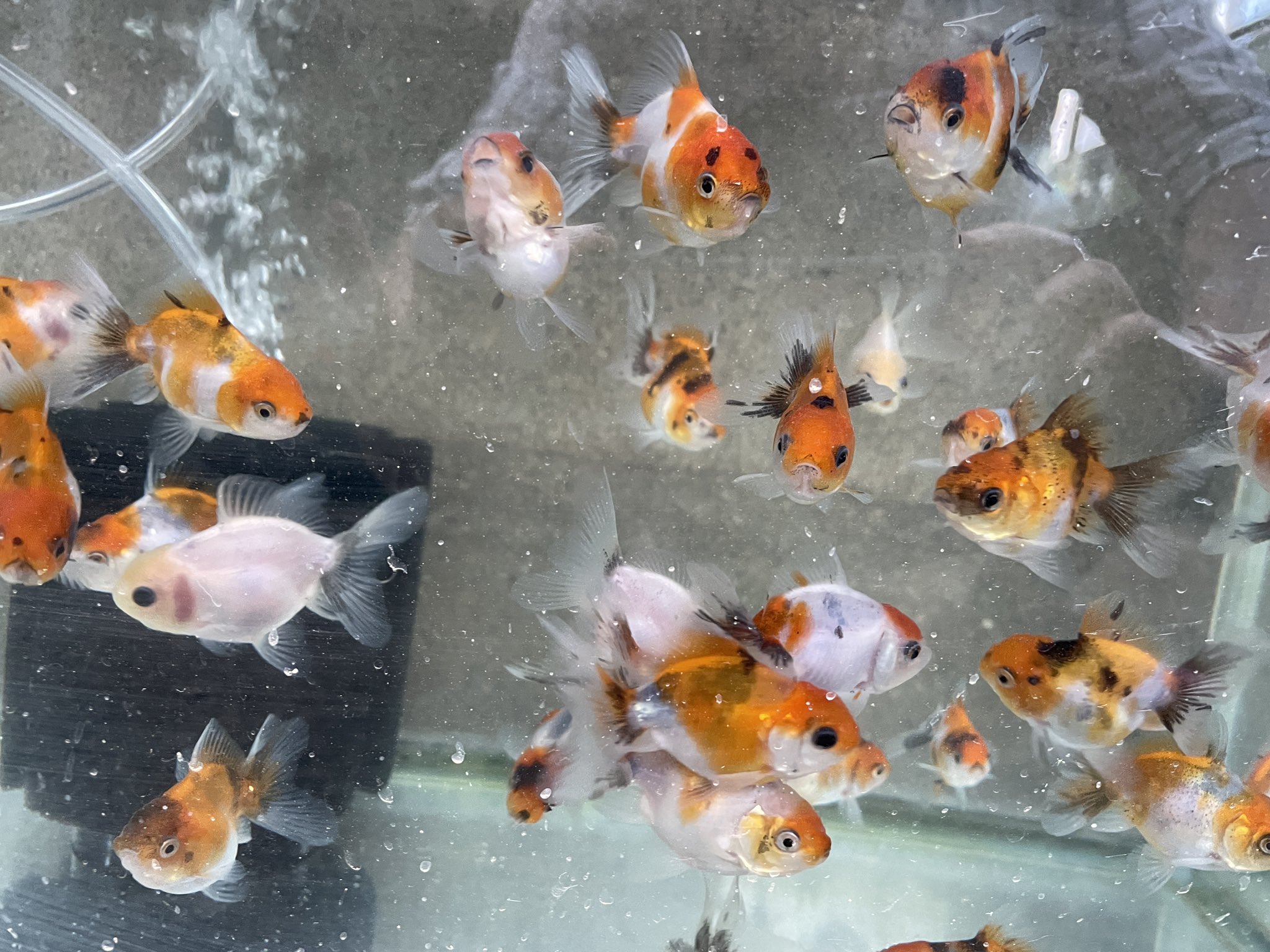 金魚屋あいこ 当歳金魚続々と店頭販売しております 6 14 月 臨時休業致しますのでご了承下さい 金魚屋あいこ 店頭売りのみ 当歳金魚 東錦 京錦 江戸錦 オーロラ らんちゅう 日本オランダ獅子頭 黒らんちゅう T Co 0fmst9n2ej Twitter