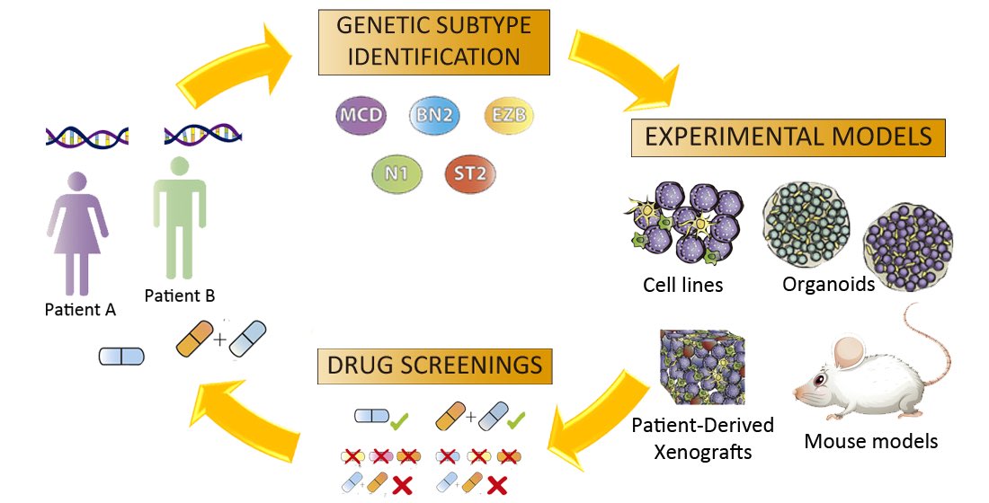 NycLymph's tweet photo. Check our new review at https://t.co/pq8du6LHbT #DLBCL #functionalgenomics #experimentalmodels #dlbclmousemodels Thanks @aecc_es for funding my postdoc https://t.co/4J97rmgiFW
