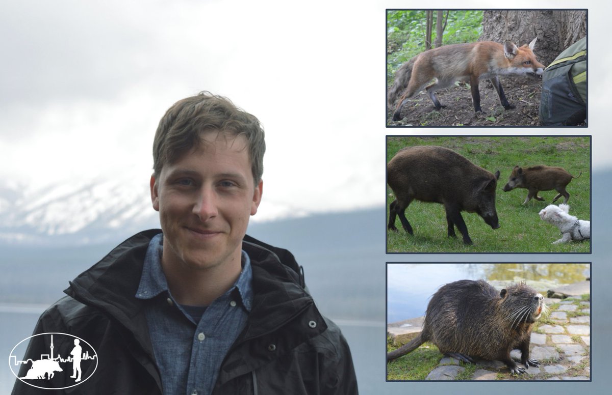 Faces of CURT: @SimonMoesch is a doctoral researcher at @HumboldtUni collaborating with @FU_Berlin  and @IZWberlin  at @EcoDynIZW. He investigates #perceptions and management of #urbanwildife in Germany 🦊🐗