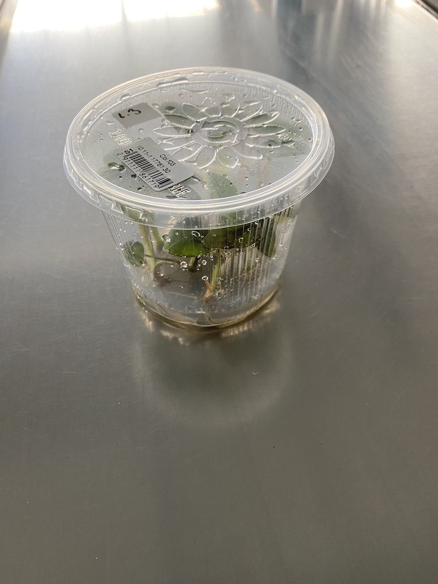 Our Chefs farm range is backed by decades of high level professional breeding, propagation and agronomy  experience of what are known as Orphan crops. Orphan crops are crops used around the world but have fallen out of use due to modern cost pressures mainly. #planbasedfood