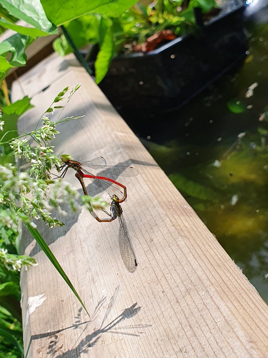 DocJMW's tweet image. Meanwhile down by the garden pond.....what cardiologist could fail to note...damsels, love...heart