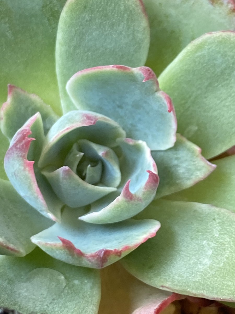 tanikupopo's tweet image. なんか爪が凄い🤣

#Amistar