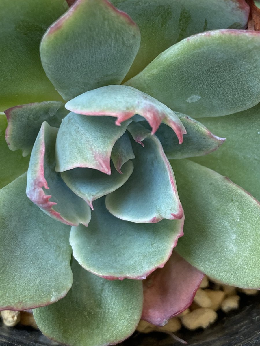 tanikupopo's tweet image. なんか爪が凄い🤣

#Amistar