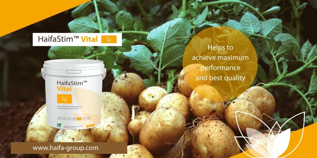 Haifa_SEE's tweet photo. HaifaStim™ Vital helps to achieve maximum performance and best quality #HaifaStim #Vital #HaifaSEE https://t.co/JgTeEe2Xz9