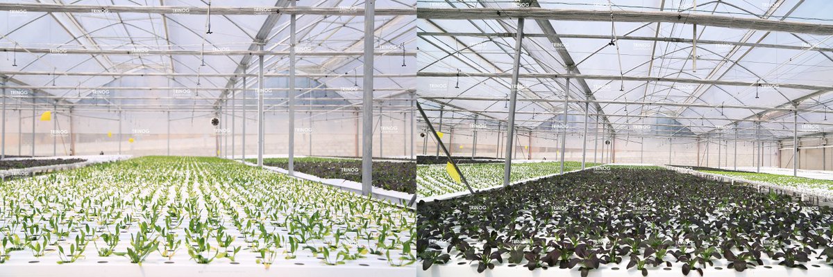 WeiqiuLB's tweet photo. #Greenhouse #farm #cultivation #horticulture cultivation #vegetables planting #tomato #strawberry #lettuce #cucumber #hydroponic #NFTCommunity #Triong

https://t.co/Vby9lcNWpG
2.Saving land, water, and labor
3.Saving fertilizer and pesticide
4.High yield and high quality https://t.co/blbQvvIDgC