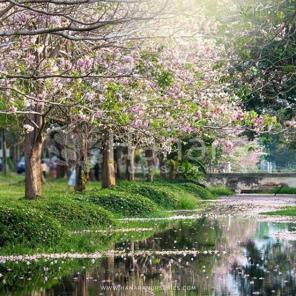 HanaraNurseries's tweet photo. Such a beautiful scenery, the blooming of Tabebuia pallida trees. Can you imagine if these trees are in your garden?
#flower #bloom #beautiful https://t.co/FXIG0JiJ8D
