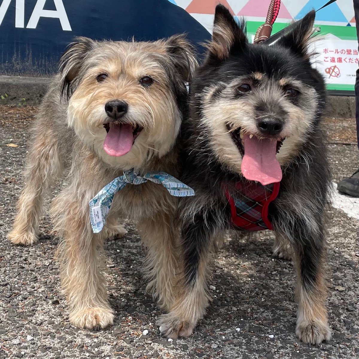Iloveみんなの動物園 جستجوی توییتر