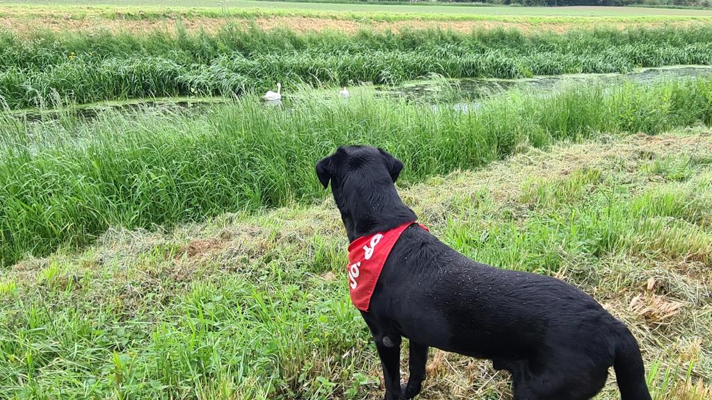 Aviation_Stu's tweet photo. #SwanFamily1 up & about early this morning, #SwanFamily2 still sitting on the nest,hopefully to see hatching anyway soon
#ScamBassaDogs Jeorge intrigued & giving a watchful eye over them all. https://t.co/2LHyPmsTbp
