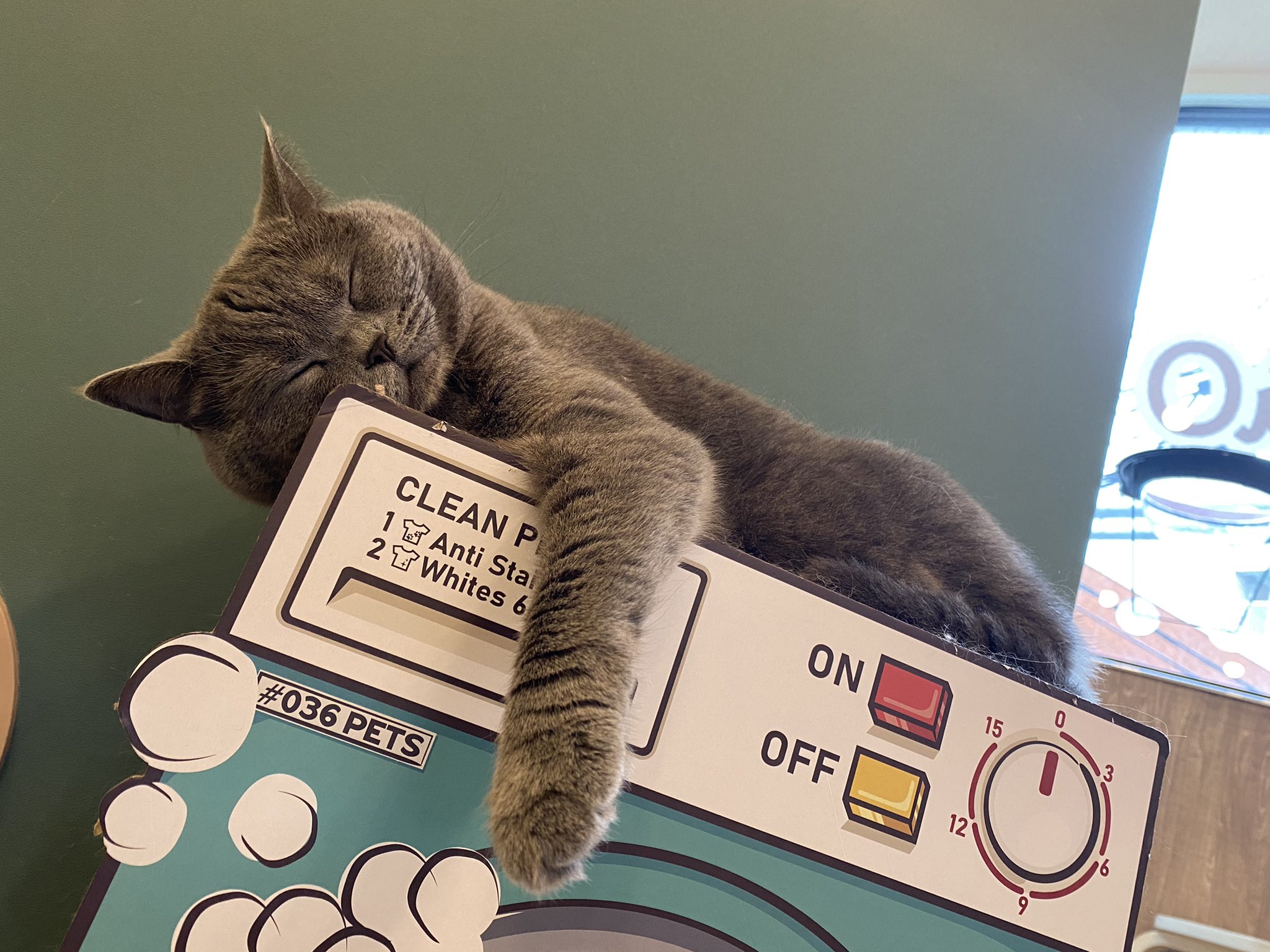 猫カフェ Nyao Nyao ヒナちゃん寝顔が赤ちゃんのようです Nyaonyao 猫カフェ 福岡 天神 警固 猫好きさんと繋がりたい T Co Rw4mhtwgn6 Twitter