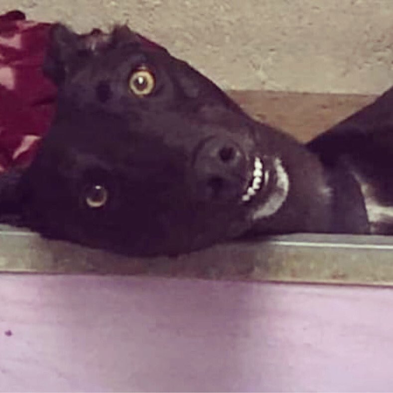 Davy seems to think he is a gremlin 😂 #greyhoundrescue #Greyhounds #ineedahome #rescueismyfavoritebreed #funnyhounds