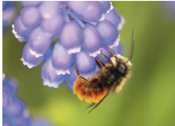 asbailly's tweet photo. Merci à tous ceux qui ont participé à notre opération #notonte Vous avez contribué à soutenir la #biodiversité Voici les résultats @CH_Leroy @AgroBioTech 
On remet ça l'année prochaine https://t.co/muwOVI1IrE https://t.co/GH0M3Z39QN
