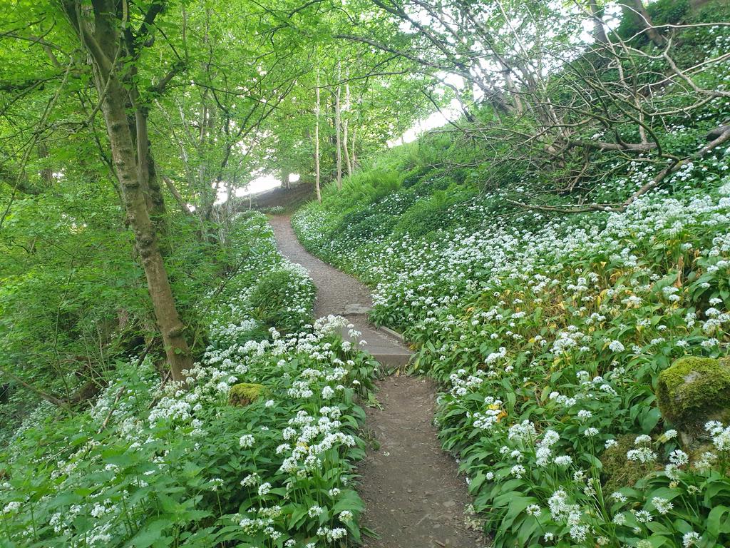 RibblesdaleC's tweet photo. Good morning Thursday and to everyone. Weekend walk to #MillGillWaterfall at #Askrigg to see the wild garlic in flower & #bluebells, really pretty with a wonderful aroma. There is also an old #limekiln above the waterfall which is a great piece of history.
Have a wonderful day! https://t.co/SJ3IjUNtFc