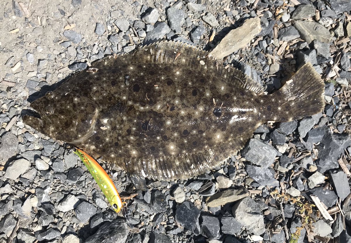 ルー 今日も午後から某河口へ ソゲだけど 最近はサーフに行ってもイマイチ 宮城 河口 ヒラメ フリッパー スレ