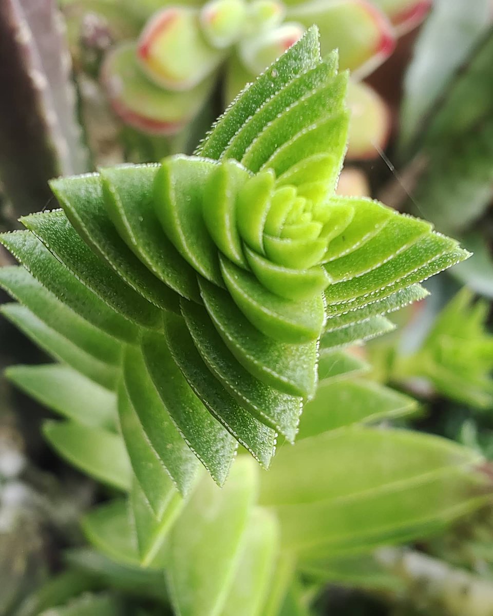 Green Pyramid plant