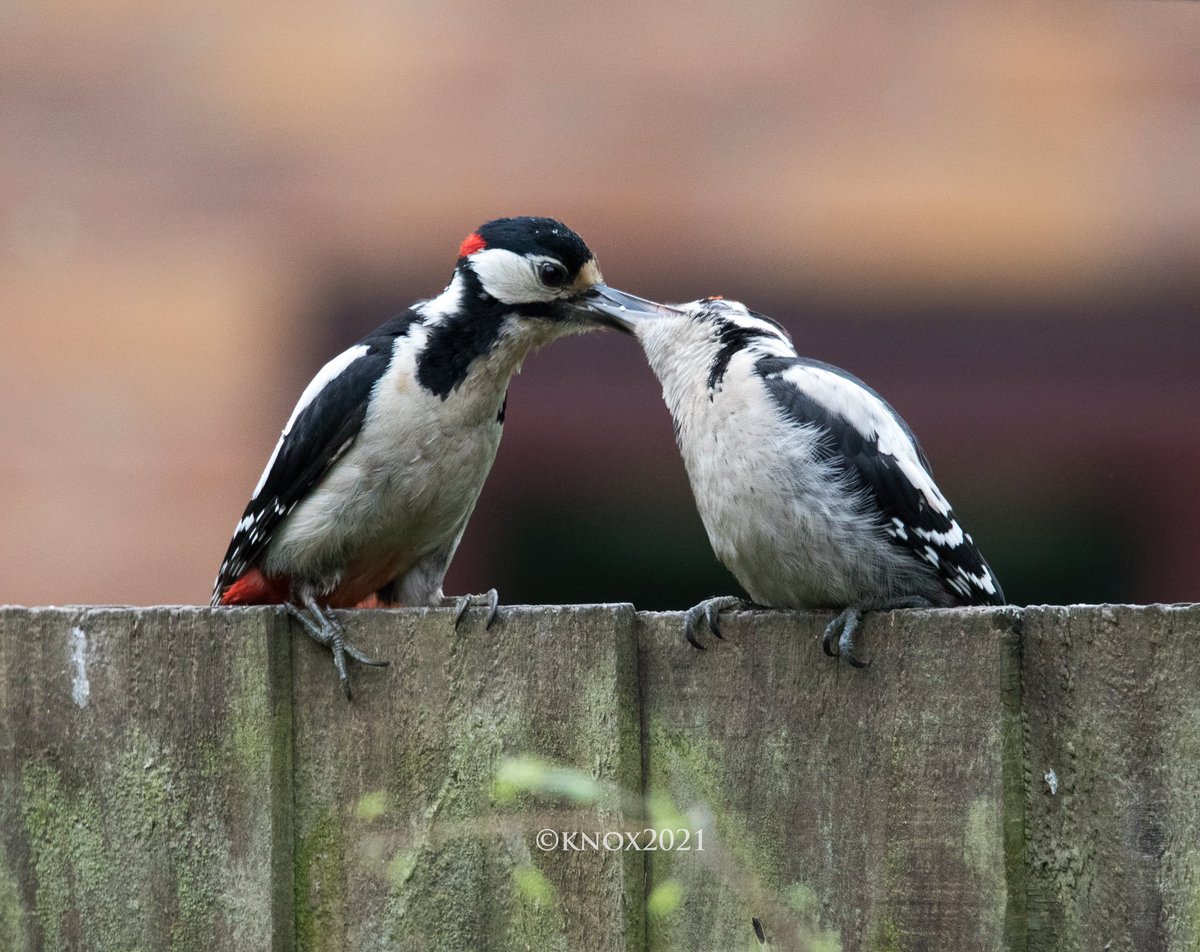foxyknoxy99's tweet photo. Sorry for the #woodpecker spam atm but watching a baby being fed in the garden feels like a privilege and also a great way to start the day! #TwitterNatureCommunity #MoreBirdsLessPolitics #birdphotography #canon https://t.co/J2dwlLWM61