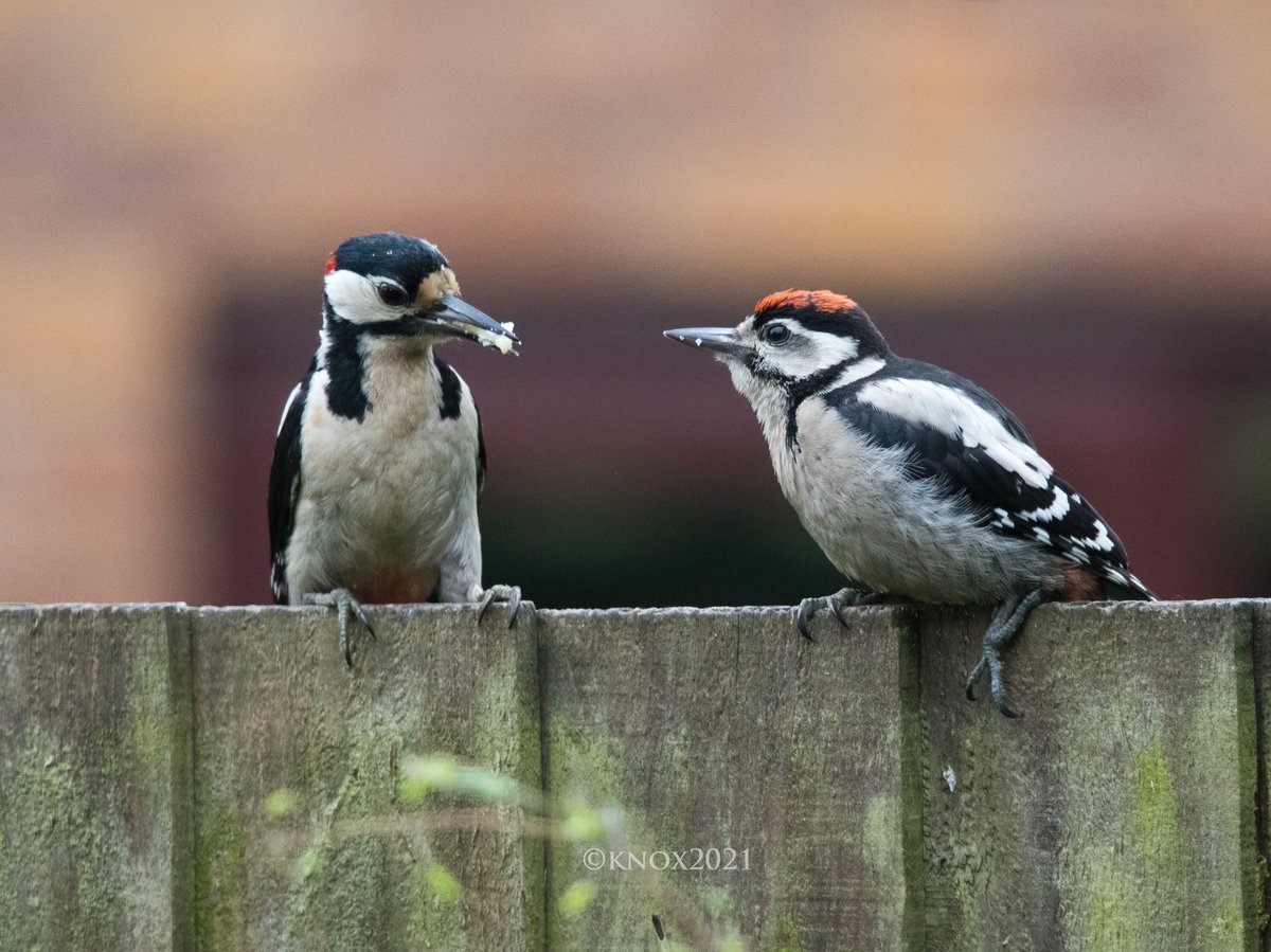 foxyknoxy99's tweet photo. Sorry for the #woodpecker spam atm but watching a baby being fed in the garden feels like a privilege and also a great way to start the day! #TwitterNatureCommunity #MoreBirdsLessPolitics #birdphotography #canon https://t.co/J2dwlLWM61
