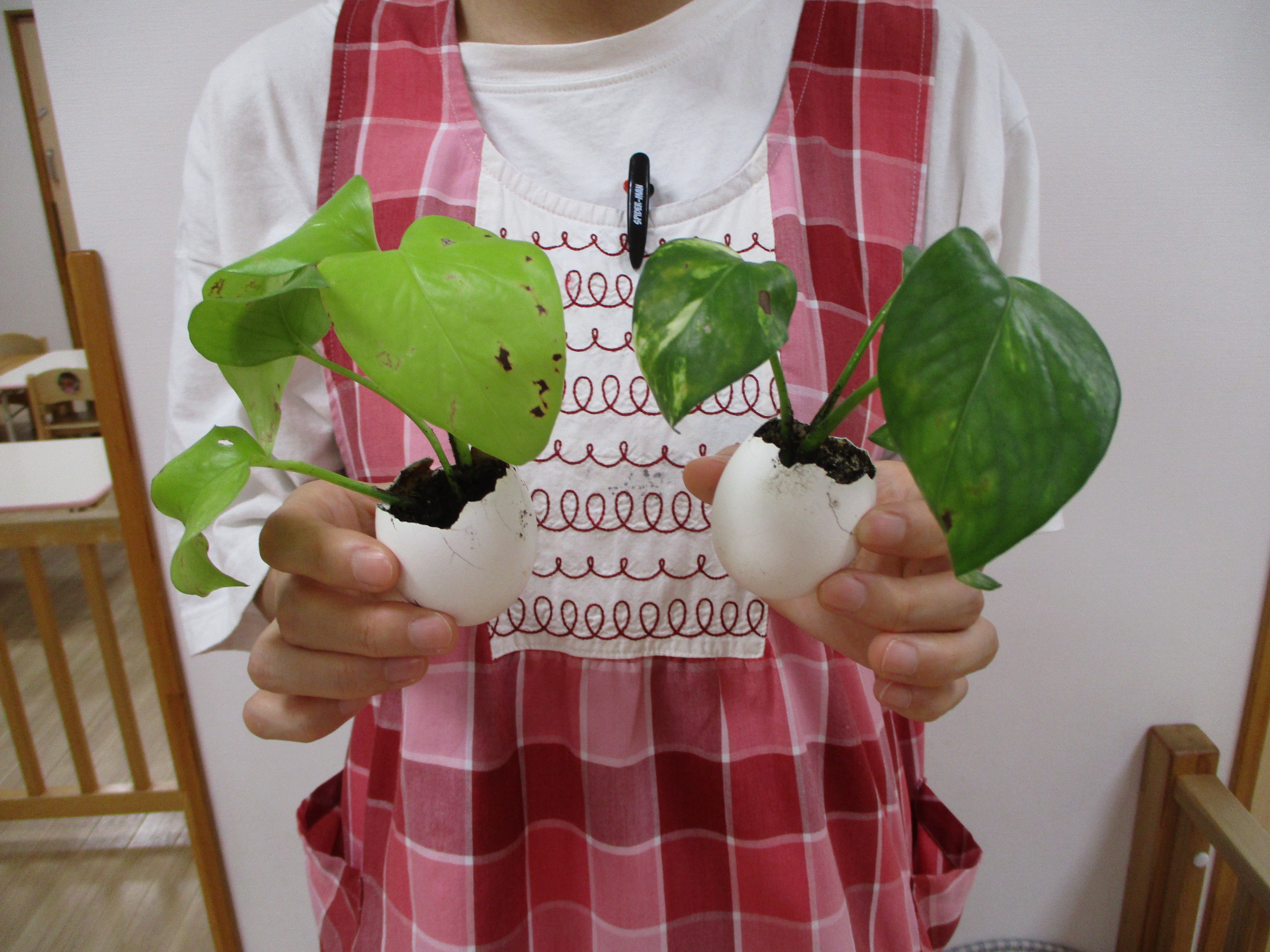 ドリームキッズ板橋保育園 厄除けあじさい をお譲りします 園で育てたあじさい アナベル が きれいにたくさん育ったので 6月の６のつく日 今年は16日 26日 にお譲りします 室内でも軒下でも吊るしておくと 厄除けになるそうです 観葉植物の