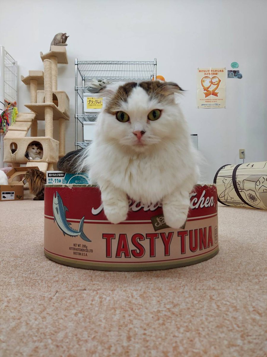 Nyanchi Nyanchi71 Twitter Nyanchi Nyanchi71 Twitter