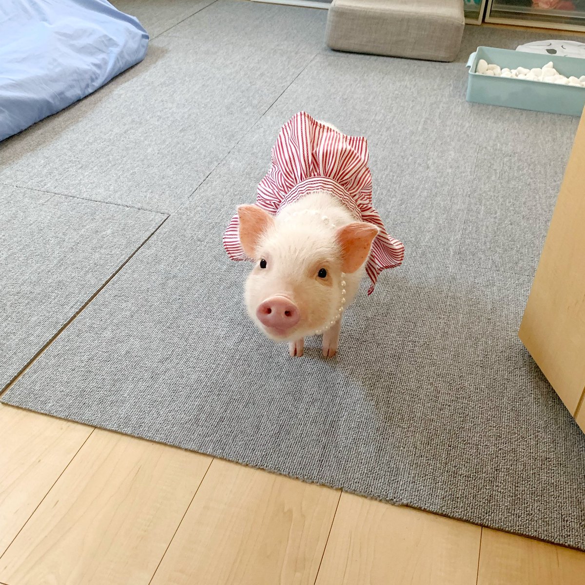 AYAN_0319's tweet photo. お客さんをお出迎えするセリーヌさん。嬉しくて尻尾をふりふりしてました。いっぱい遊んでもらえて良かったね🐷✨
#mipig #Celine #マイクロブタ #癒し #動物 #マイクロブタの飼い主さんと繋がりたい #お出迎え https://t.co/GPSJXbWCnh